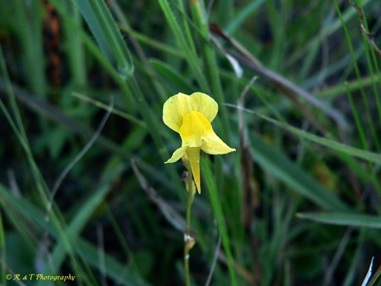 {Utricularia juncea}
